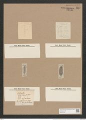 Navicula littoralis (ovulum) Donk./Grun. (de-Toni-Nr.: Genus 1, Species 294) Zeichnungen Sammlung Grunow Nr. 667 (NHMW-BOT-W0367039)